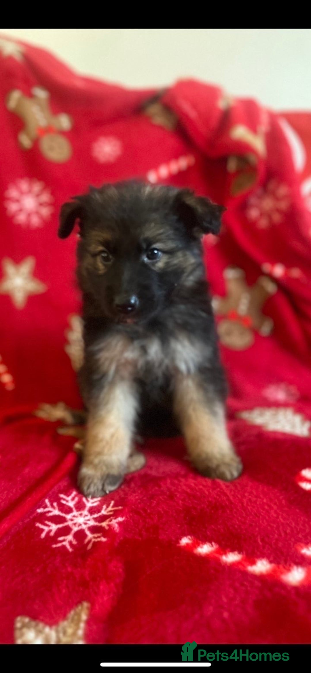German Shepherd dogs for sale: German shepherd puppies  - Advert 7