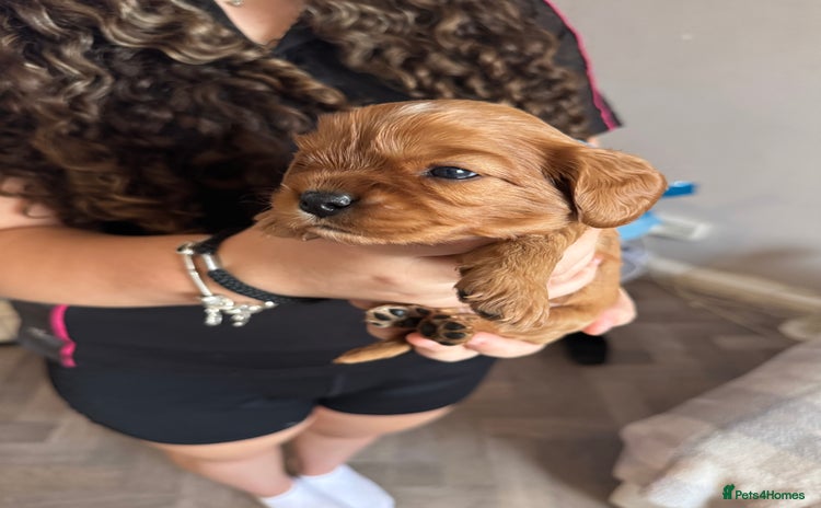 Cavalier King Charles Spaniel dogs - Advert 1