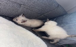 Ragdoll cats for sale: Ragdoll X bengals  - Image 4
