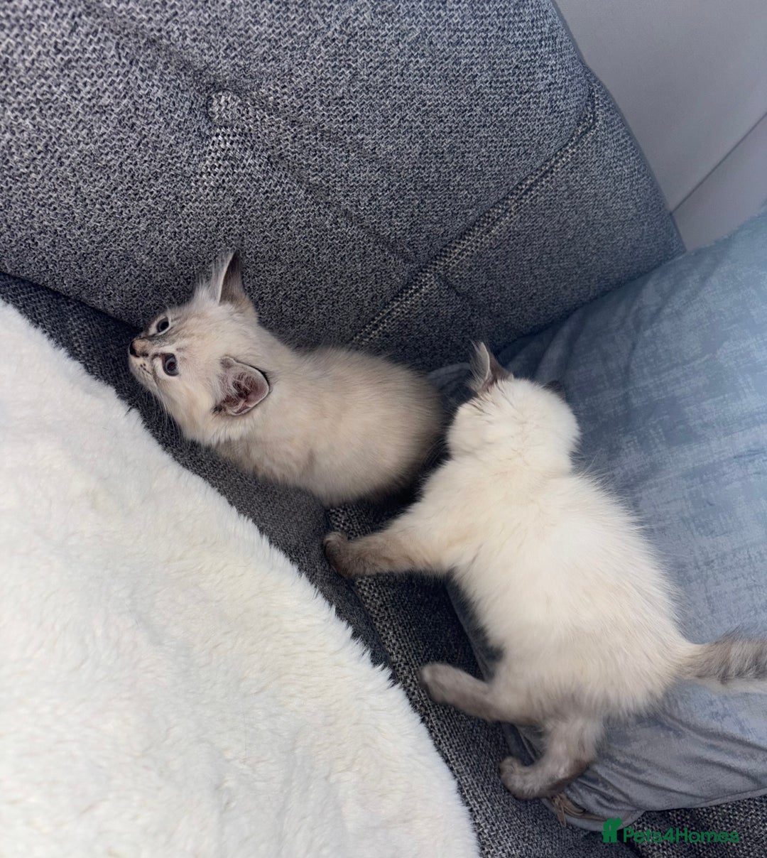 Ragdoll cats for sale: Ragdoll X bengals  - Image 4