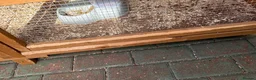 Guinea Pig rodents for sale: Guinea pig with a big cage in Leighton Buzzard - Advert 3