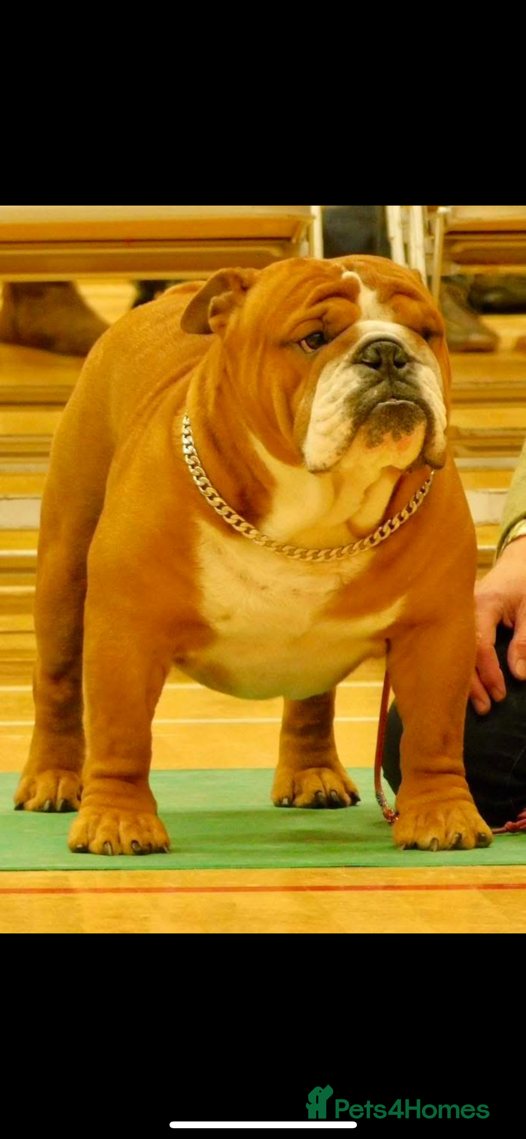 English Bulldog dogs for sale: Champion Sired KC Reg Bulldog Puppies  - Advert 21