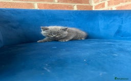 British Longhair cats for sale: British longhair kittens ready for 🏠 now - Image 9