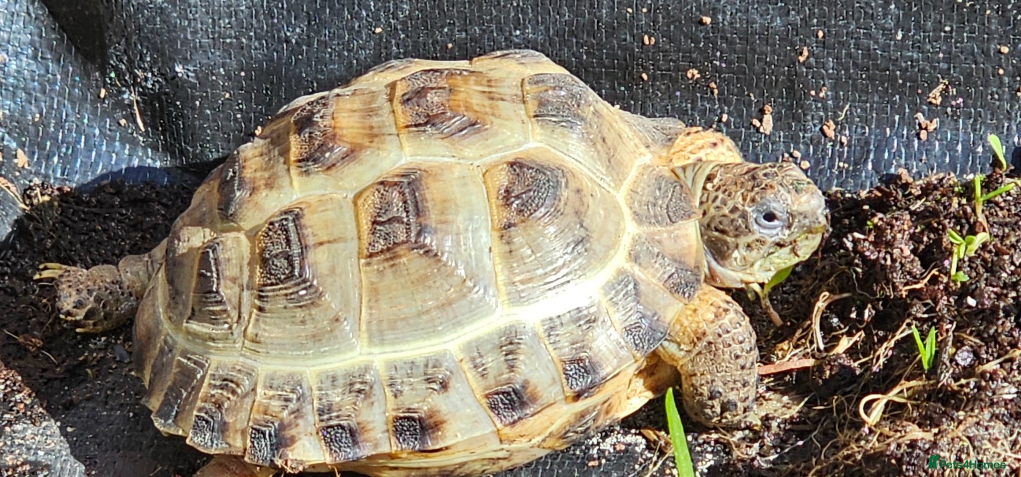Tortoise reptiles Horsefield tortoise  - Advert 14