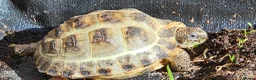 Tortoise reptiles for sale: Horsefield tortoise  in Blyth - Advert 1