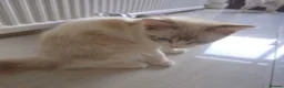 Ragdoll cats for sale: 3 Cute Ragdoll kittens - Advert 16