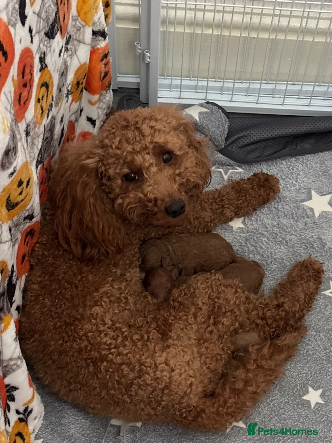 Poodle dogs for sale: Miniature Poodles - Advert 1