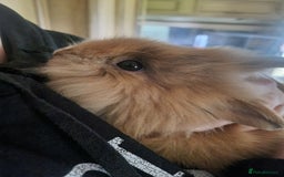 Lionhead rabbits for sale: Two Beautiful Lionhead Females  - Image 3