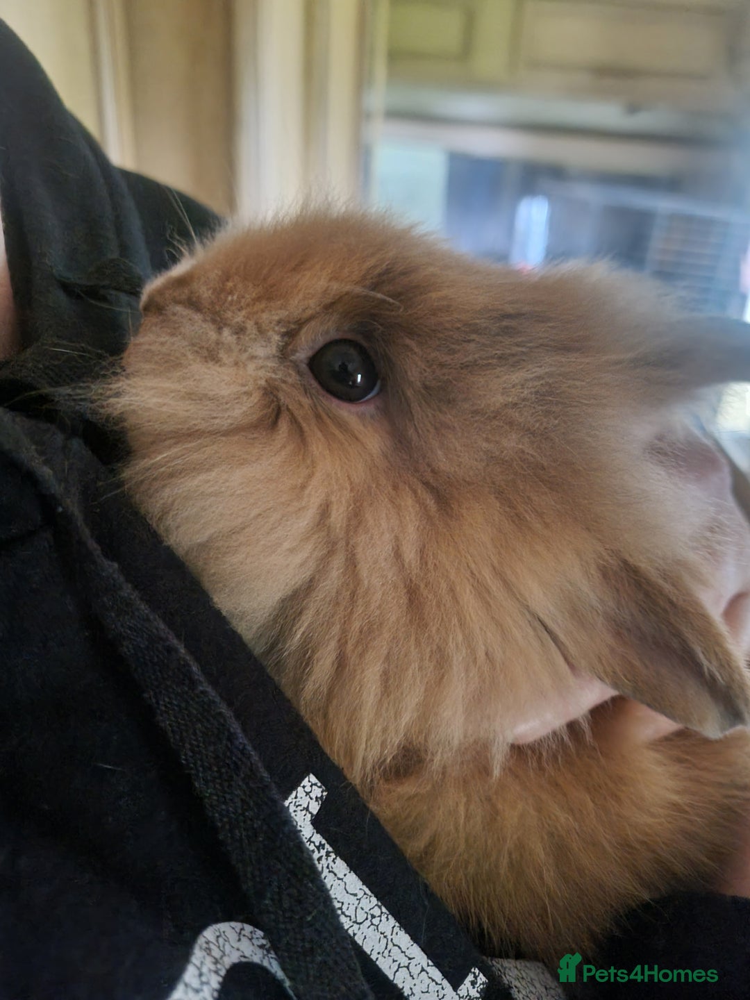 Lionhead rabbits for sale: Two Beautiful Lionhead Females  - Image 3