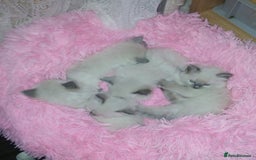 Ragdoll cats for sale: 🐾 Meet our Adorable blue eye ragdoll Crew! 🐾 - Image 5