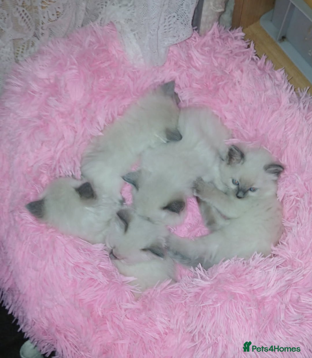 Ragdoll cats for sale: 🐾 Meet our Adorable blue eye ragdoll Crew! 🐾 - Image 5
