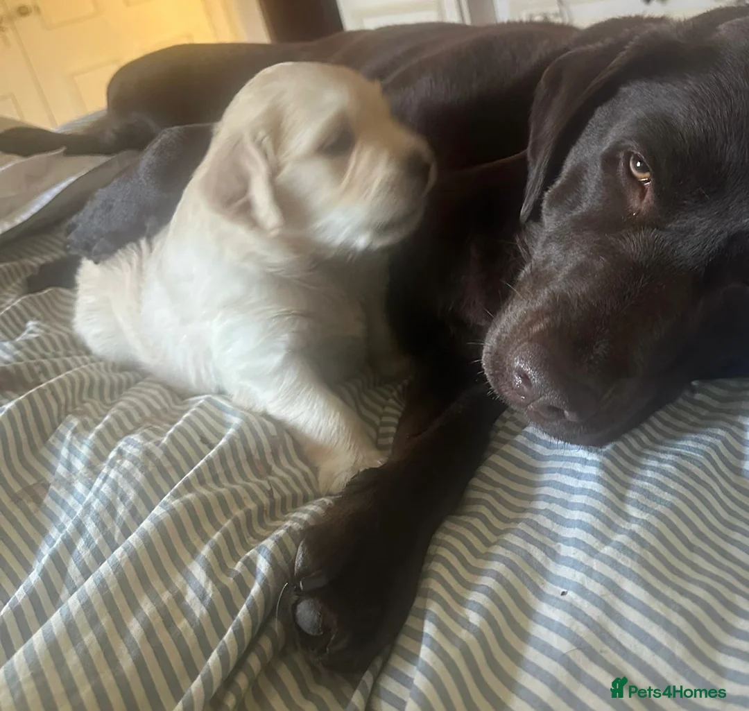 Golden Retriever dogs for sale: Three week old Pedigree Golden Retriever puppy - Advert 2