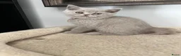 British Shorthair cats for sale: British Shorthair Kittens  - Advert 7