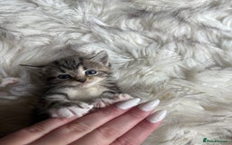 Bengal cats for sale: Bengal mix - Image 10
