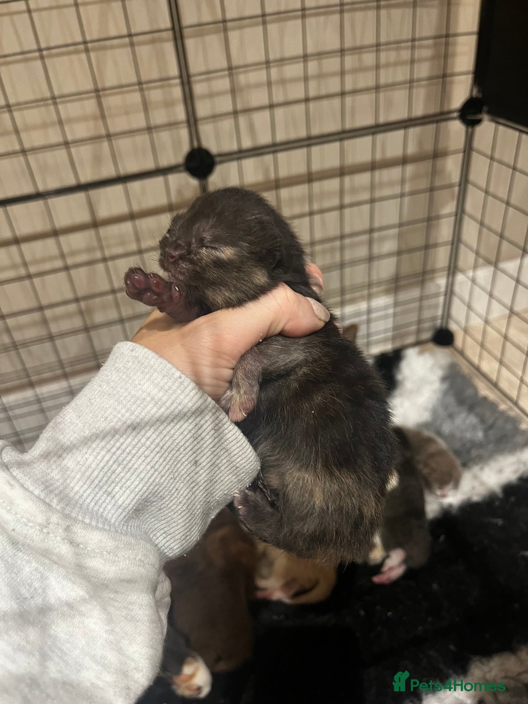 British Shorthair cats for sale: 🏆 Beautiful litter british shorthair babies 🥇  - Image 5