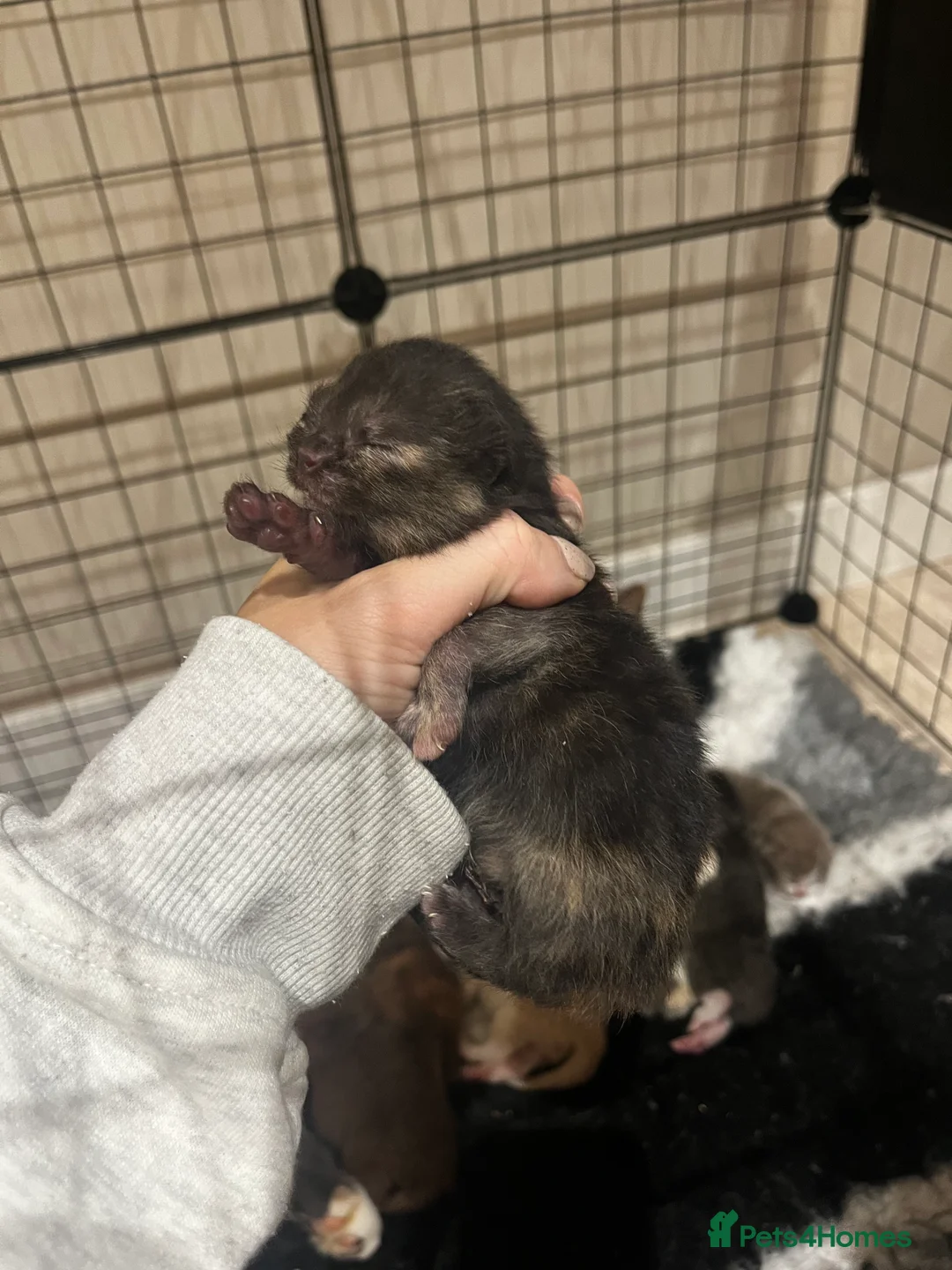 British Shorthair cats for sale: 🤎Choc, Cinnamon, Lilac & Fawn waiting list 🤎 - Advert 5