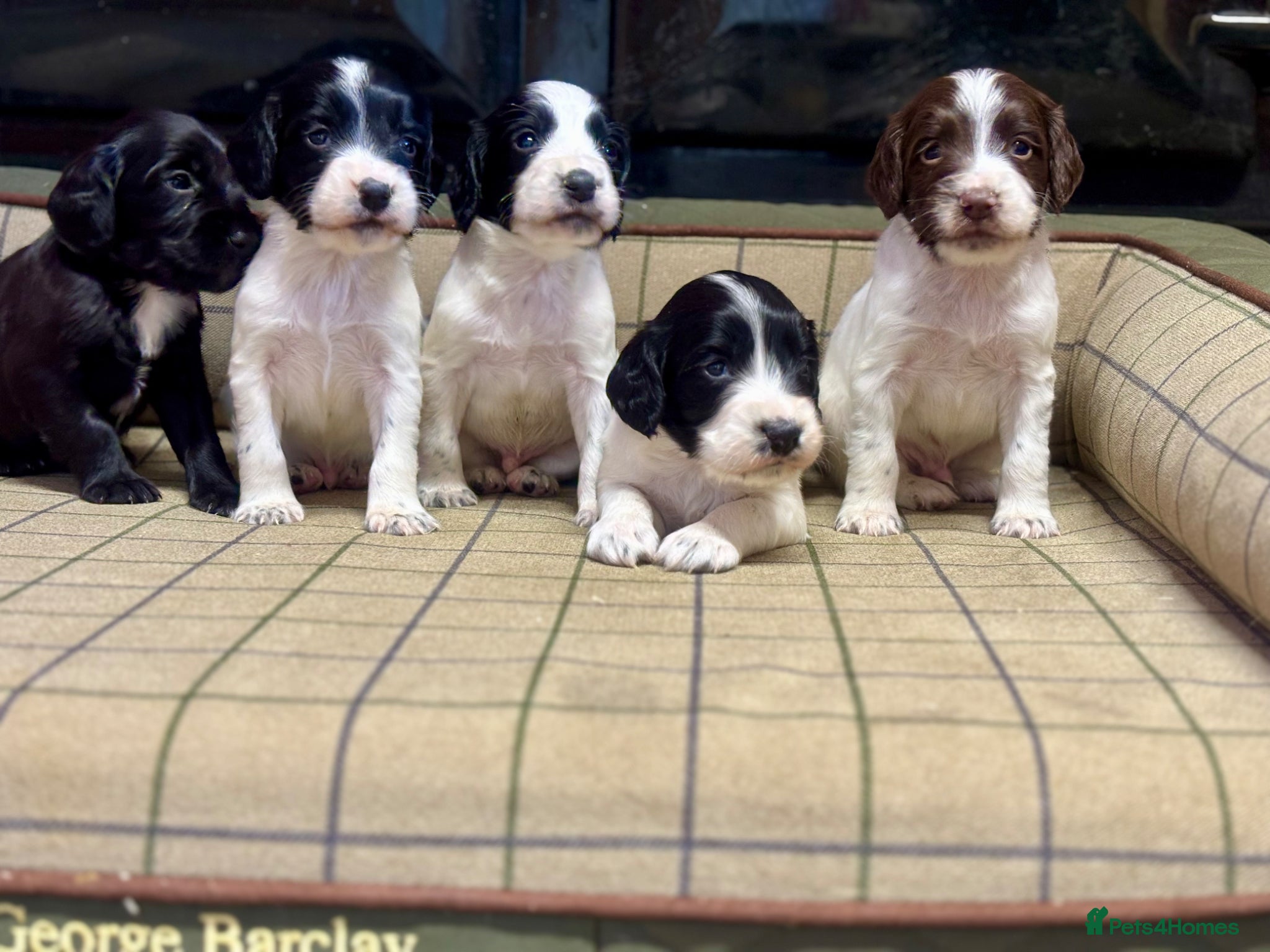 Sprocker dogs Stunning F1 Sprocker Puppies 5⭐️🏡 - Advert 2