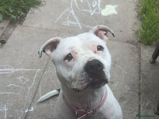 Mixed Breed dogs Staffordshire bull terrier - Advert 2