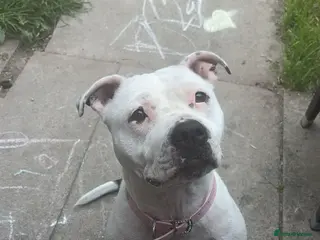 Mixed Breed dogs Staffordshire bull terrier - Advert 6