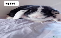 Mini Lion Lop rabbits for sale: Pure bred mini Lops ready to leave  - Image 4