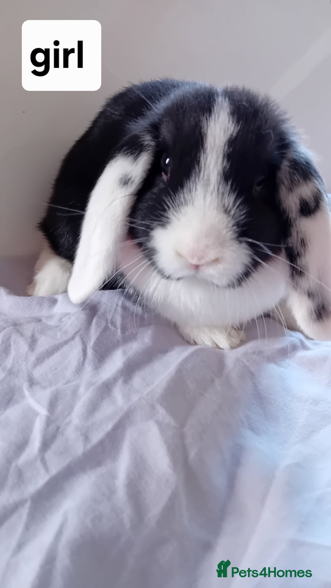 Mini Lion Lop rabbits for sale: Pure bred mini Lops ready to leave  - Image 4