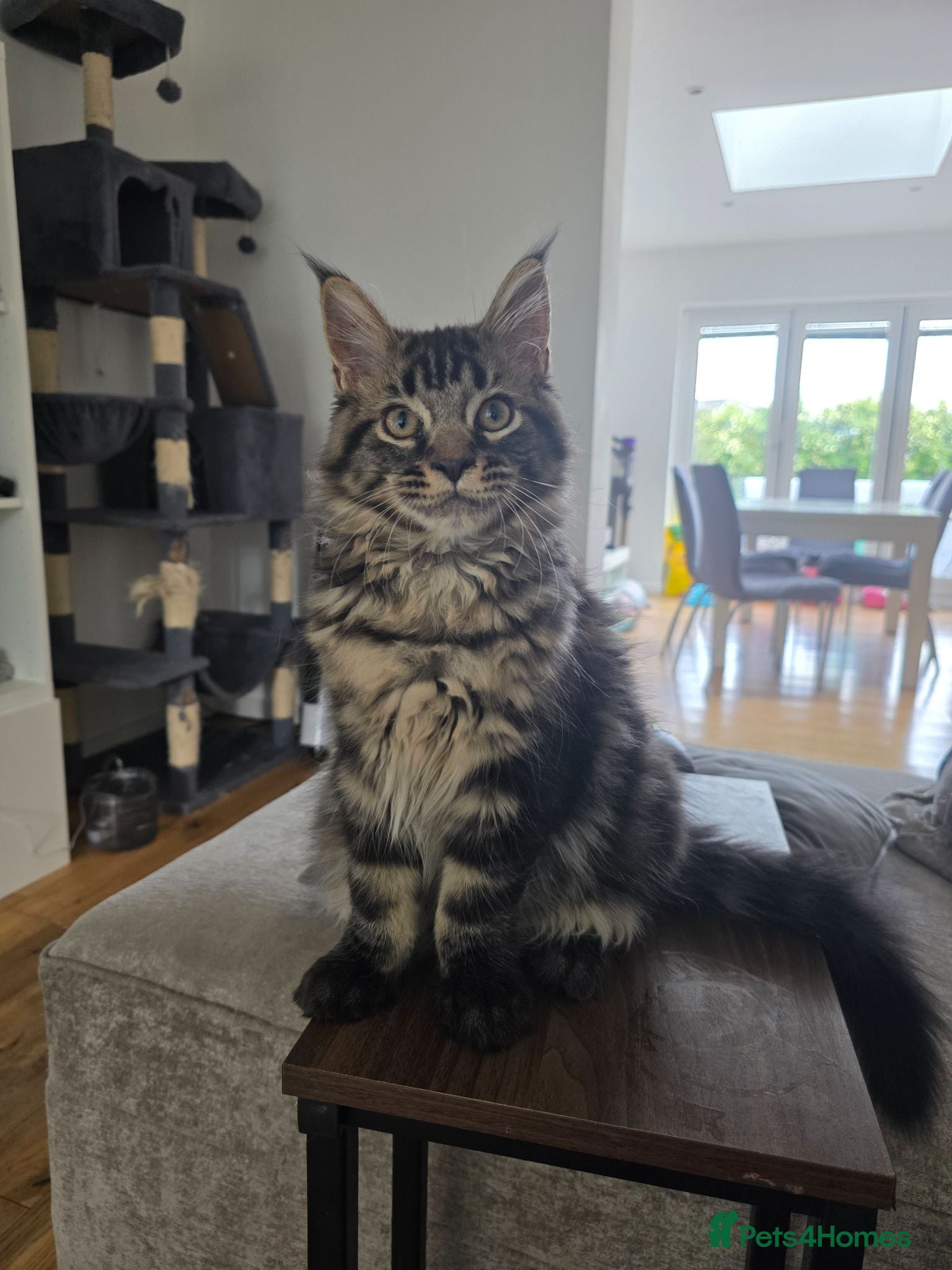Maine Coon cats Last boy left out of this litter  - Advert 13