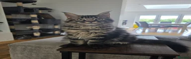 Atlas