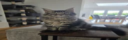 Maine Coon cats for sale: Atlas ready now £700 for a good home  - Advert 1