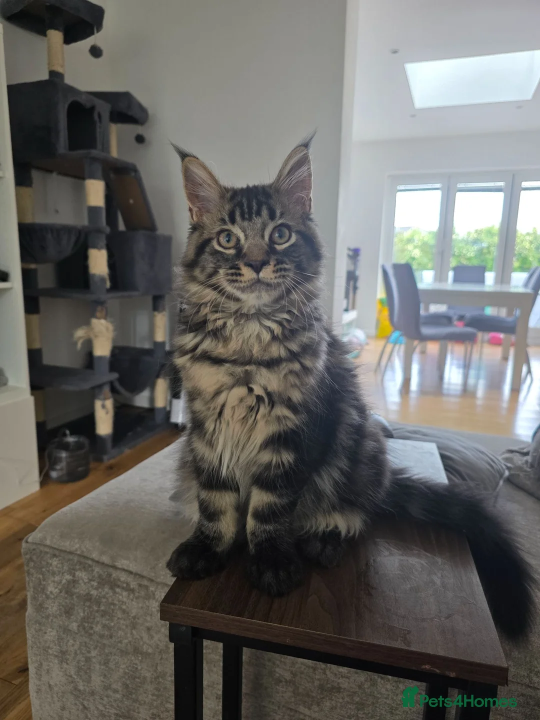 Maine Coon cats for sale: Atlas ready now £700 for a good home  - Advert 1