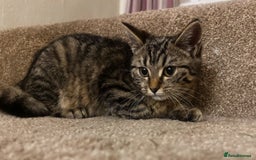 Mixed Breed cats for sale: Gorgeous British Shorthair / Bengal Kittens - Image 1