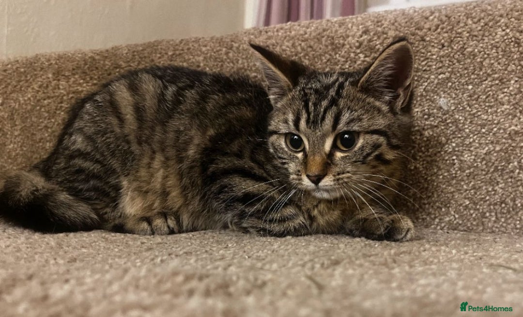 Mixed Breed cats for sale: Gorgeous British Shorthair / Bengal Kittens - Image 1
