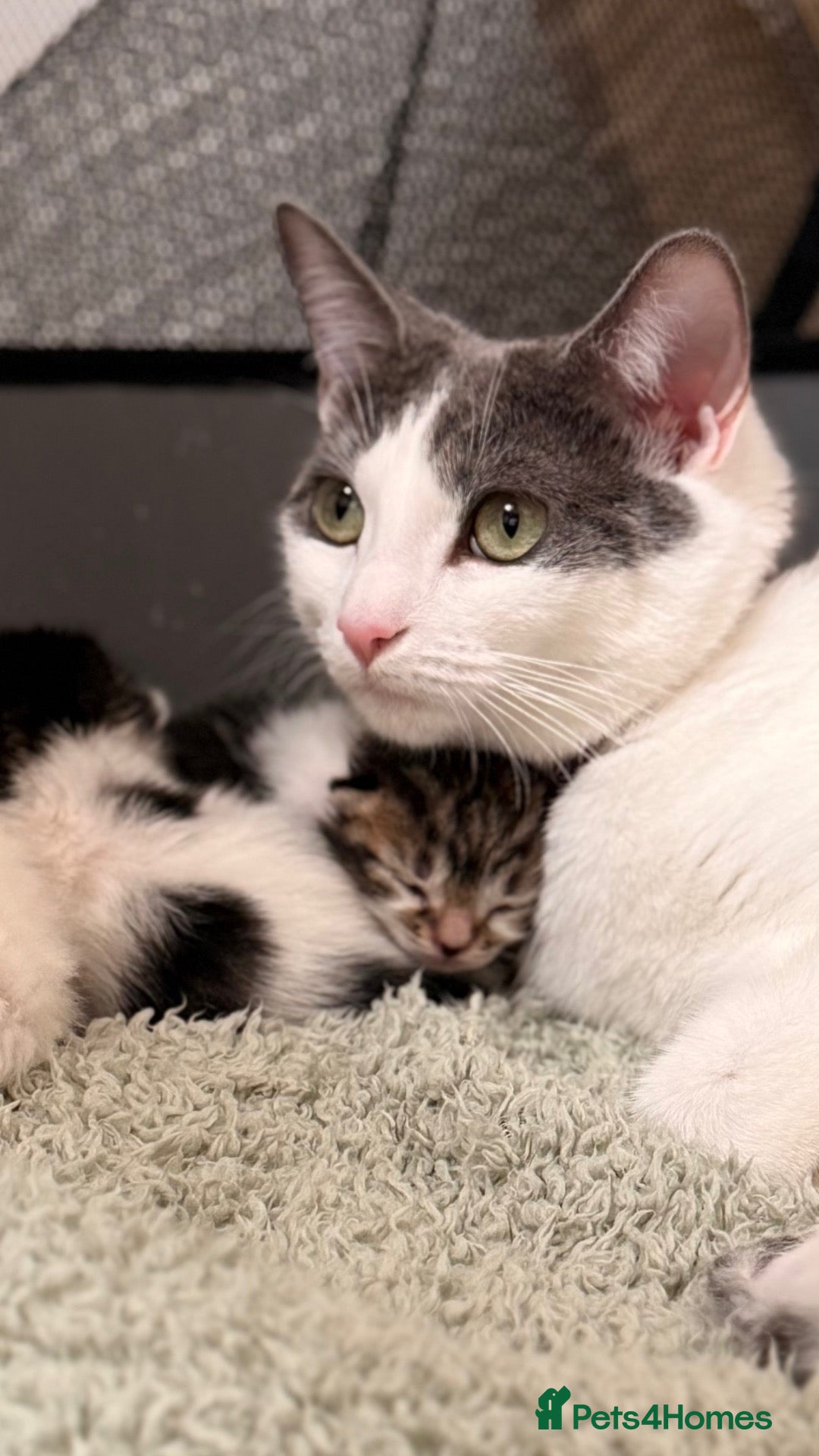 Mixed Breed cats One kitten available -  - Advert 1