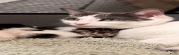 Mixed Breed cats for sale: One kitten available -  - Advert 1