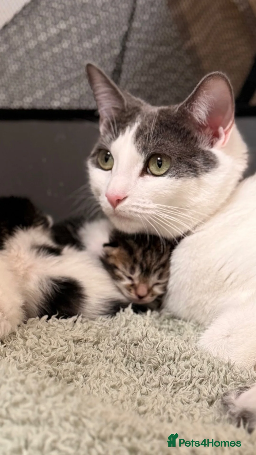 Mixed Breed cats for sale: One kitten available -  - Advert 1