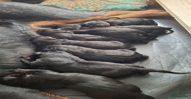 Mixed Breed dogs - Advert 8