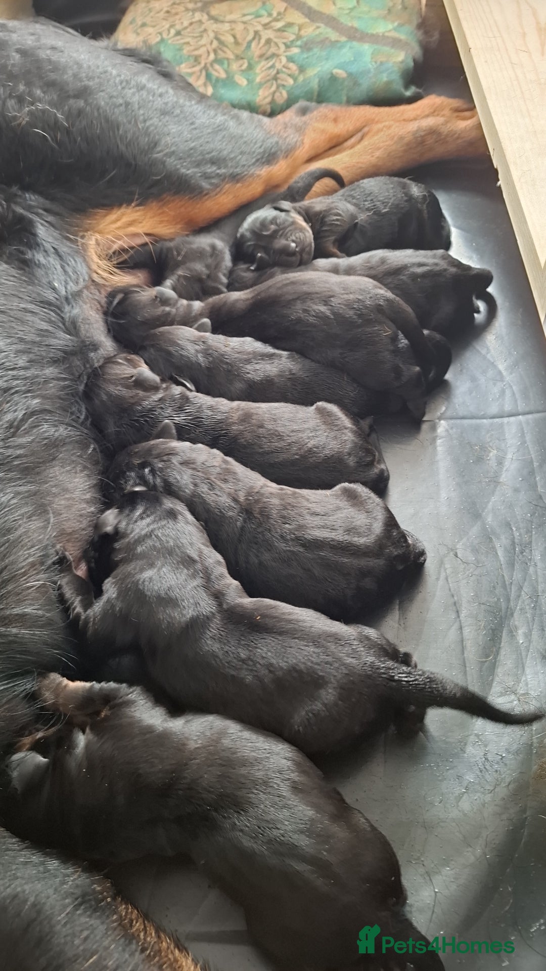 Mixed Breed dogs for sale: Luna pups - Image 1