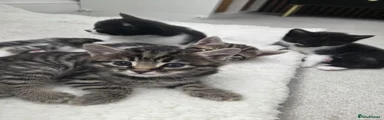 Mixed Breed Kitten 1 - full tabby