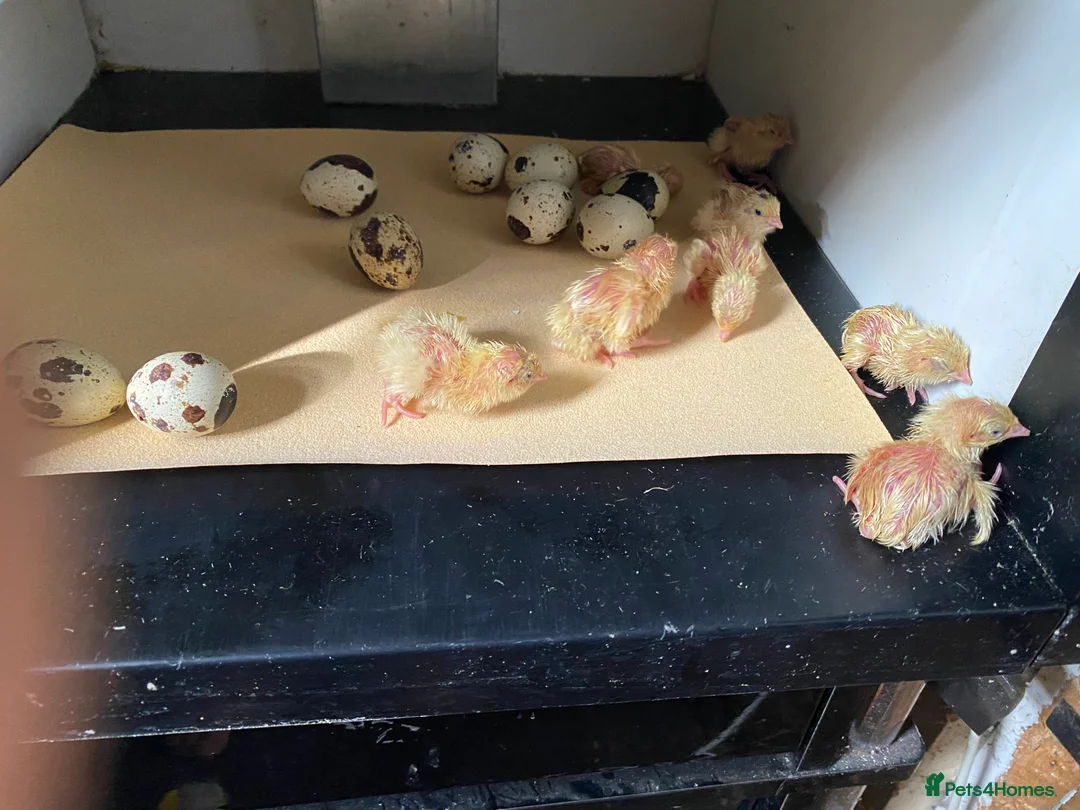 Quail poultry for sale: Coturnix quail see description for prices  - Advert 25