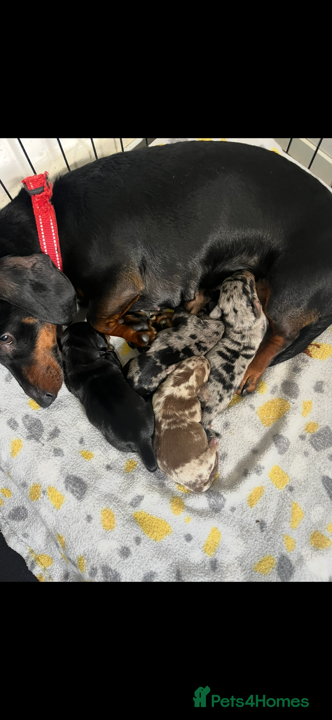 Miniature Dachshund dogs for sale: Stunning miniature dachshund puppies  - Image 27