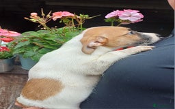 Jack Russell dogs for sale: Adorable Jack Russel Puppies  - Image 7