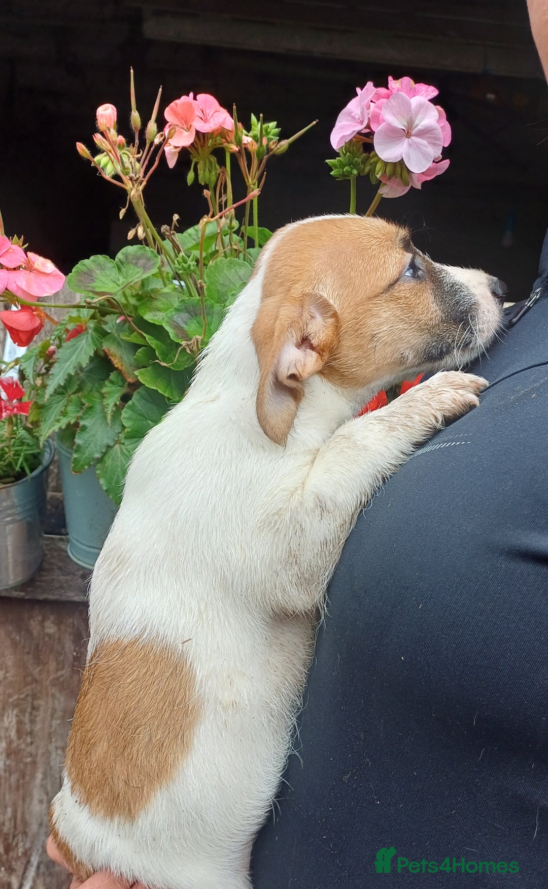 Jack Russell dogs for sale: Adorable Jack Russel Puppies  - Image 7