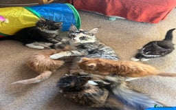 Maine Coon cats for sale: TICA registered, pedigree maine coon kittens  - Image 4