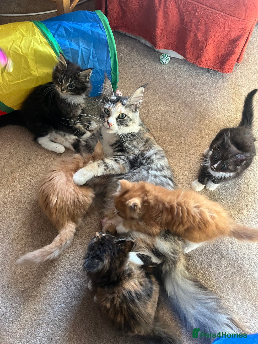 Maine Coon cats for sale: TICA registered, pedigree maine coon kittens  - Image 4