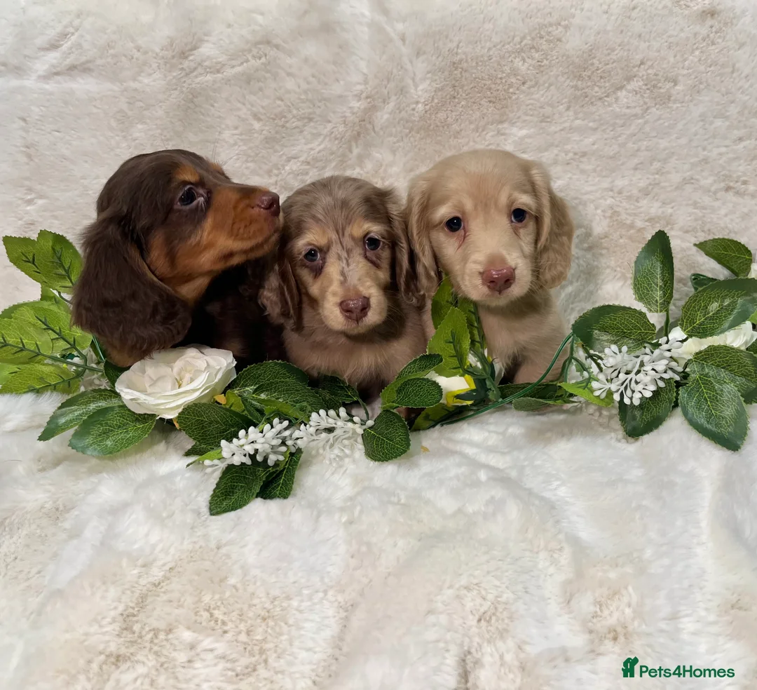 Miniature Dachshund dogs for sale: MINIATURE LONGHAIRED DACHSHUND KC REGISTERED BOYS  - Advert 3