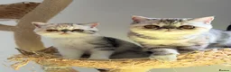 Exotic cats for sale: Gorgeous GCCF reg. kittens from Champions parents  - Advert 1