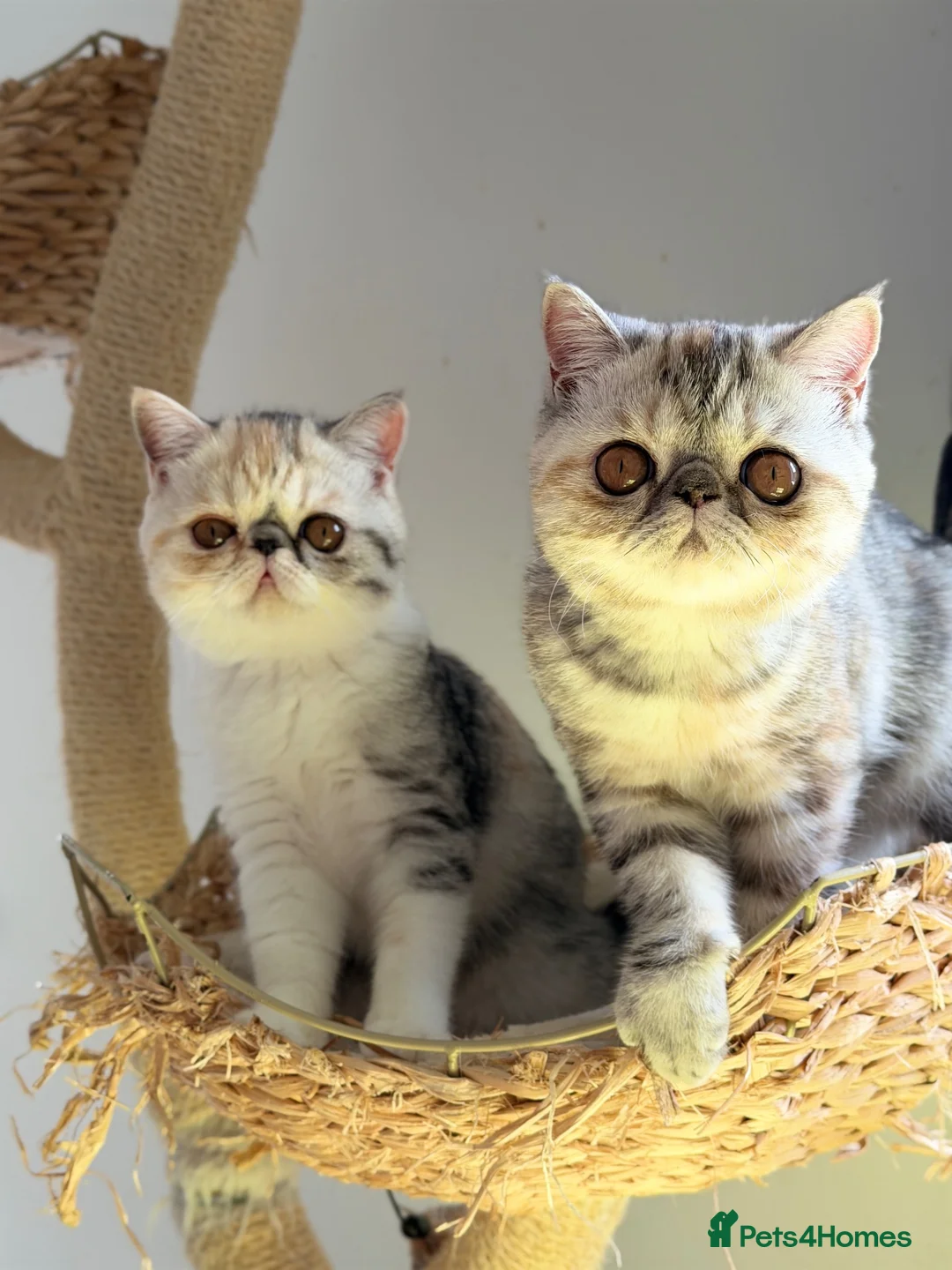 Exotic cats for sale: Gorgeous GCCF reg. kittens from Champions parents  - Advert 1