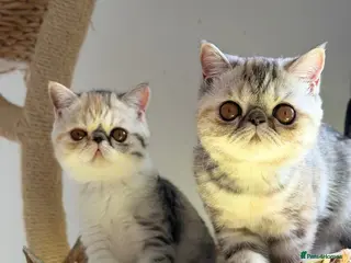 Exotic cats Gorgeous GCCF reg. kittens from Champions parents - Advert 6