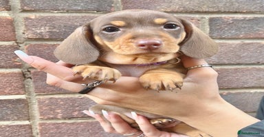 Miniature Dachshund dogs - Advert 10