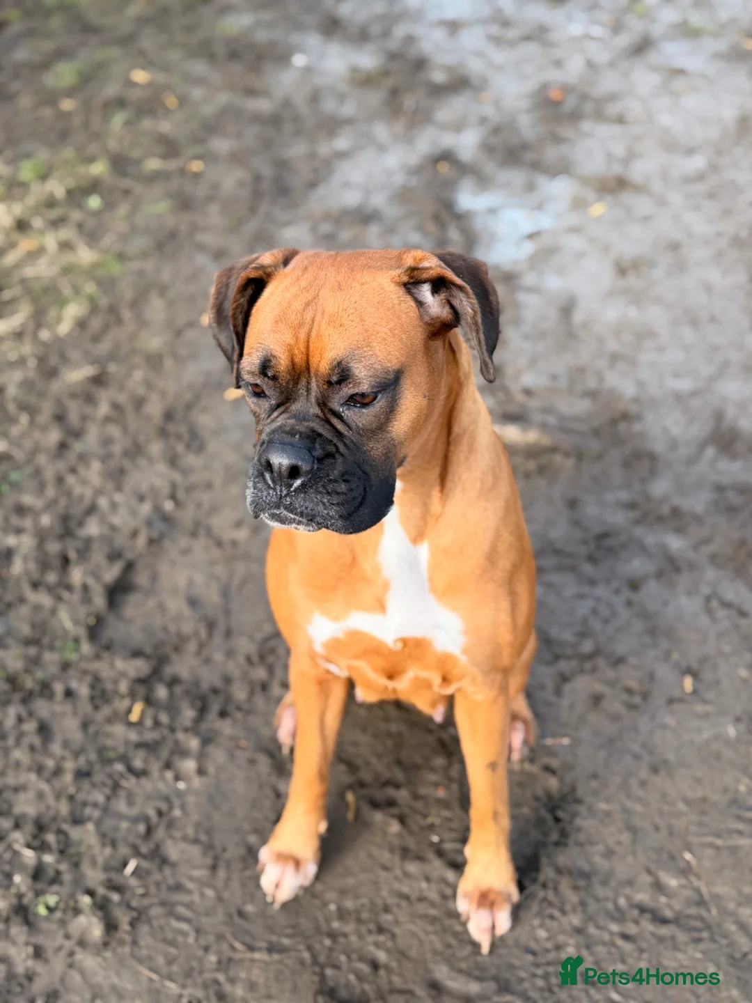 Boxer dogs for sale: Boxer Puppies - Advert 1