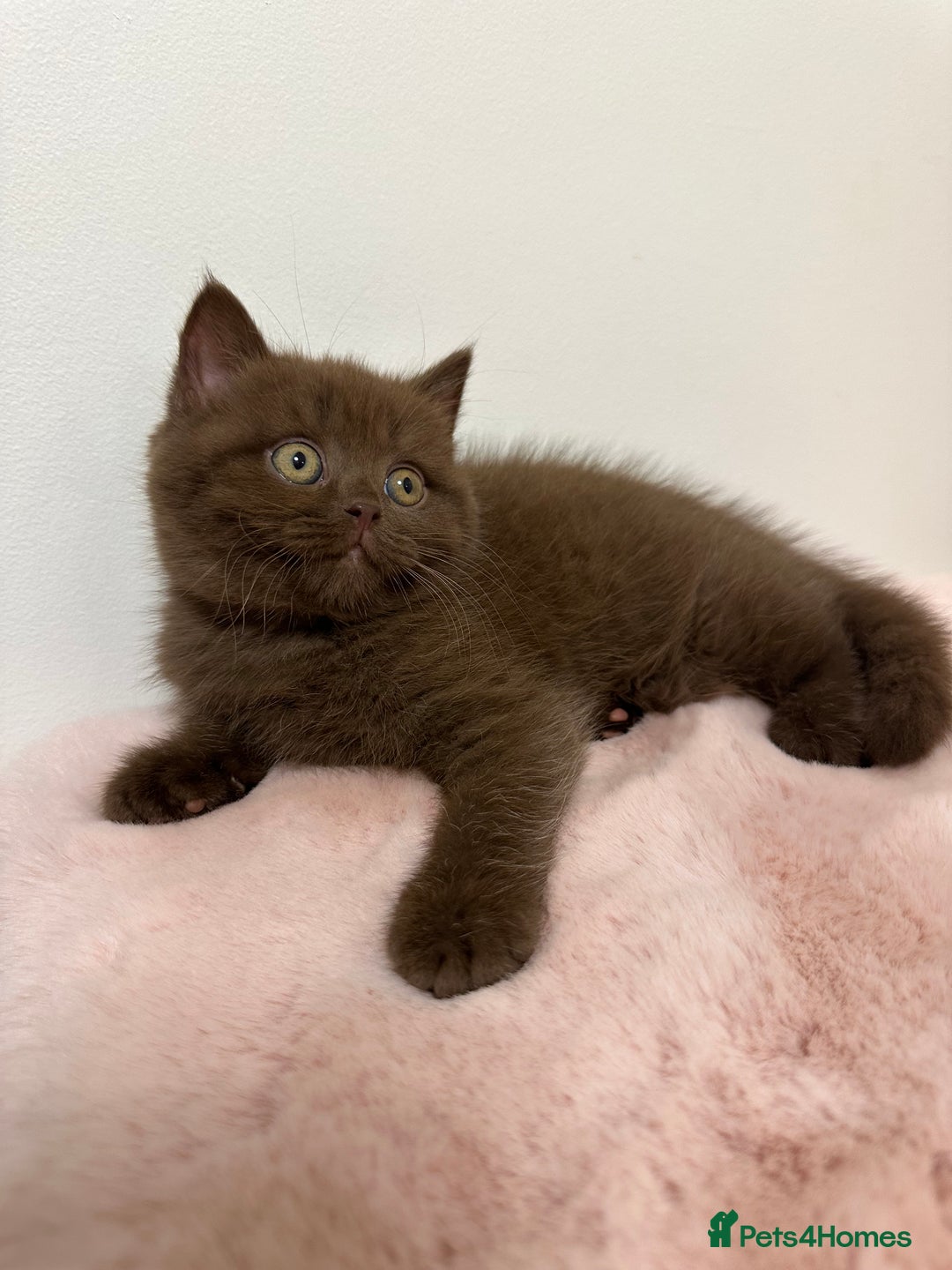 British Shorthair cats for sale: British Shorthair Chunky Chocolate Kittens🐻 - Advert 4